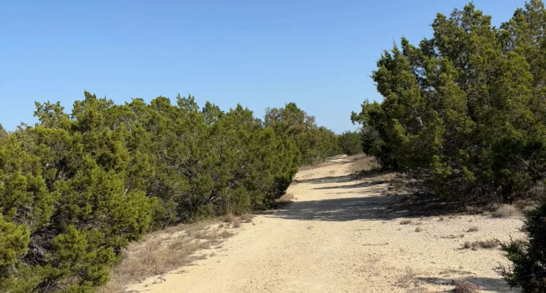 A scenic hiking trail surrounded by greenery in Austin, perfect for outdoor enthusiasts exploring local paths.