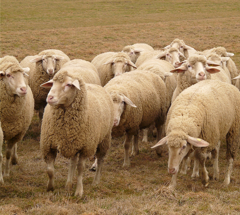 Ultra-Soft Merino Comfort